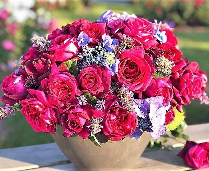 Graefin Diana Butasi trandafiri de gradina butași trandafiri de grădină