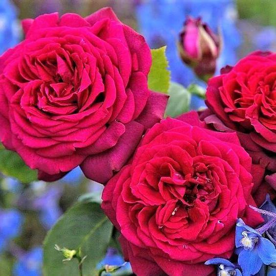 Graefin Diana Butasi trandafiri de gradina butași trandafiri de grădină