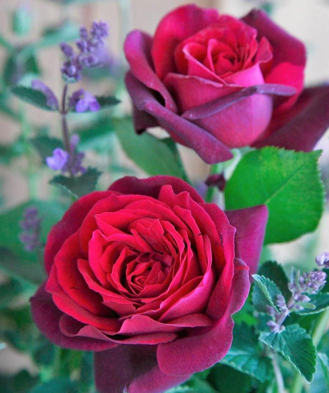 Graefin Diana Butasi trandafiri de gradina butași trandafiri de grădină