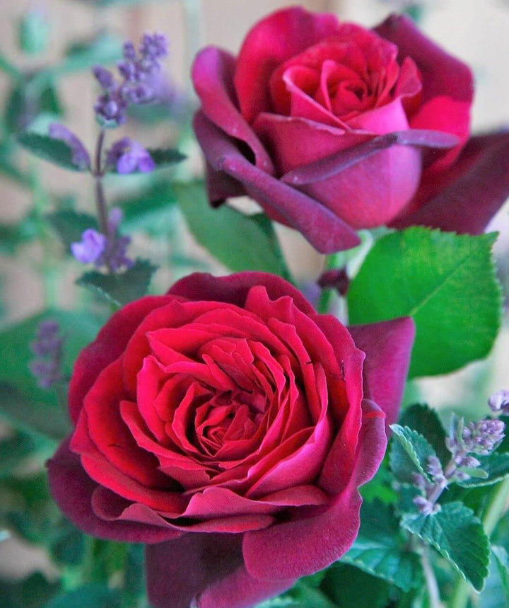 Graefin Diana Butasi trandafiri de gradina butași trandafiri de grădină