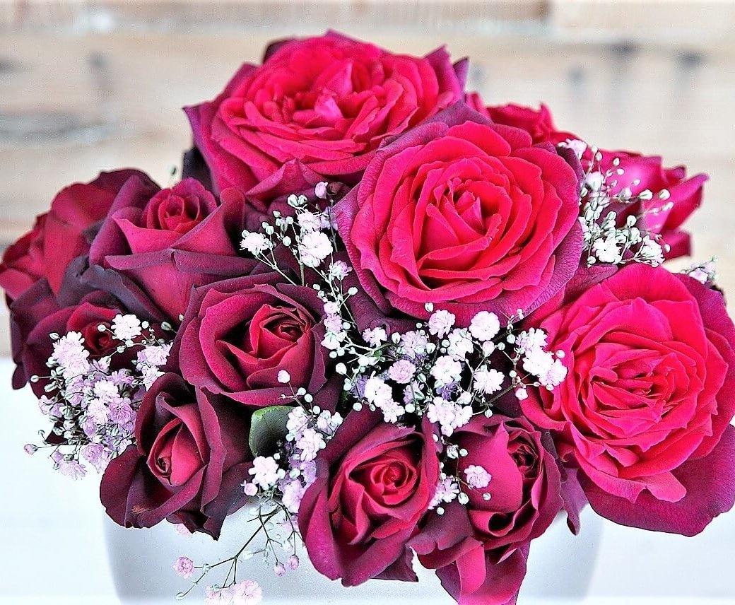 Graefin Diana Butasi trandafiri de gradina butași trandafiri de grădină