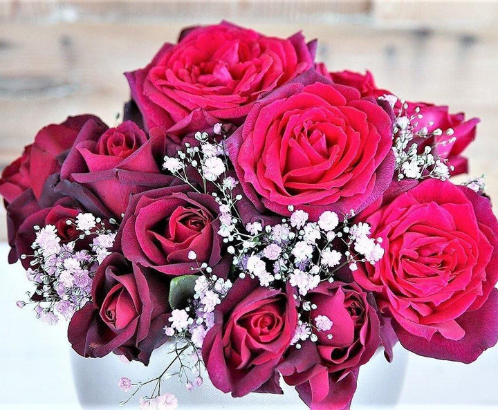 Graefin Diana Butasi trandafiri de gradina butași trandafiri de grădină