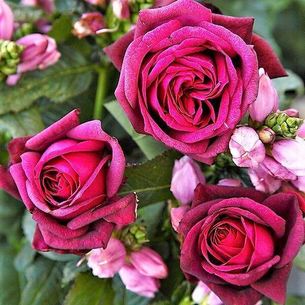 Graefin Diana Butasi trandafiri de gradina butași trandafiri de grădină