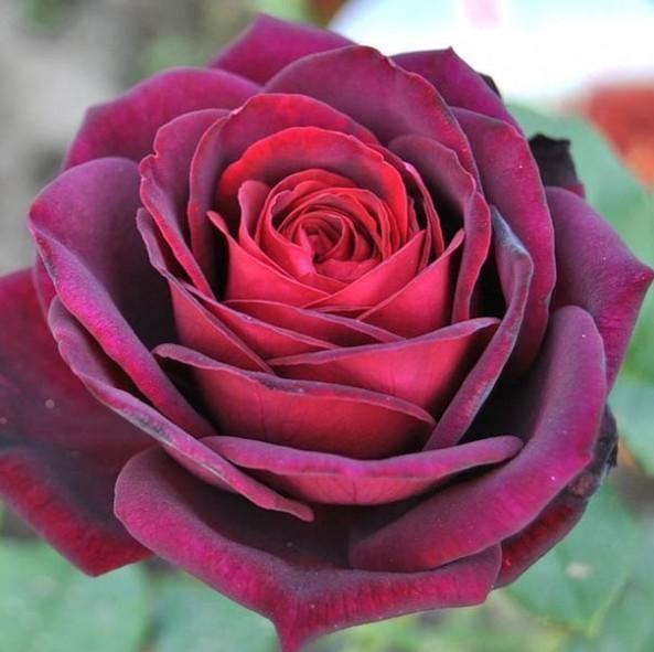 Grafin von Hardenberg (Black Caviar) Trandafir Teahibrid butași trandafiri de grădină