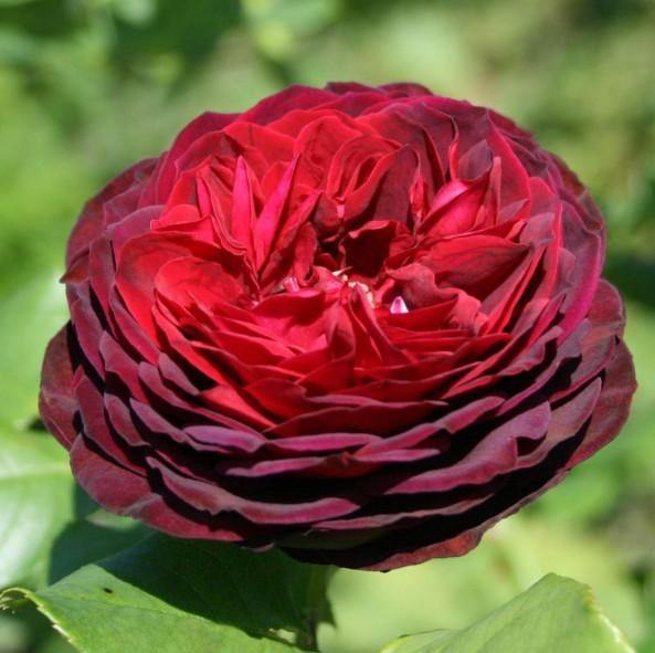 Grafin von Hardenberg (Black Caviar) Trandafir Teahibrid butași trandafiri de grădină