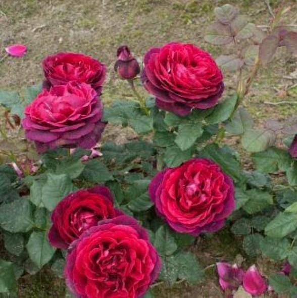 Grafin von Hardenberg (Black Caviar) Trandafir Teahibrid butași trandafiri de grădină