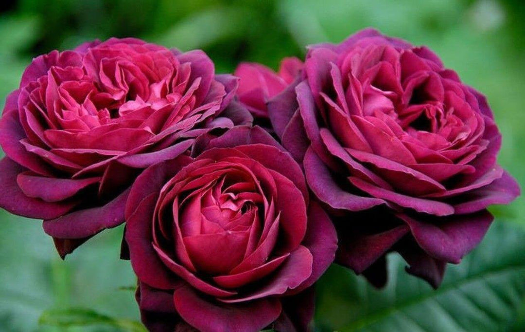 Grafin von Hardenberg (Black Caviar) Trandafir Teahibrid butași trandafiri de grădină