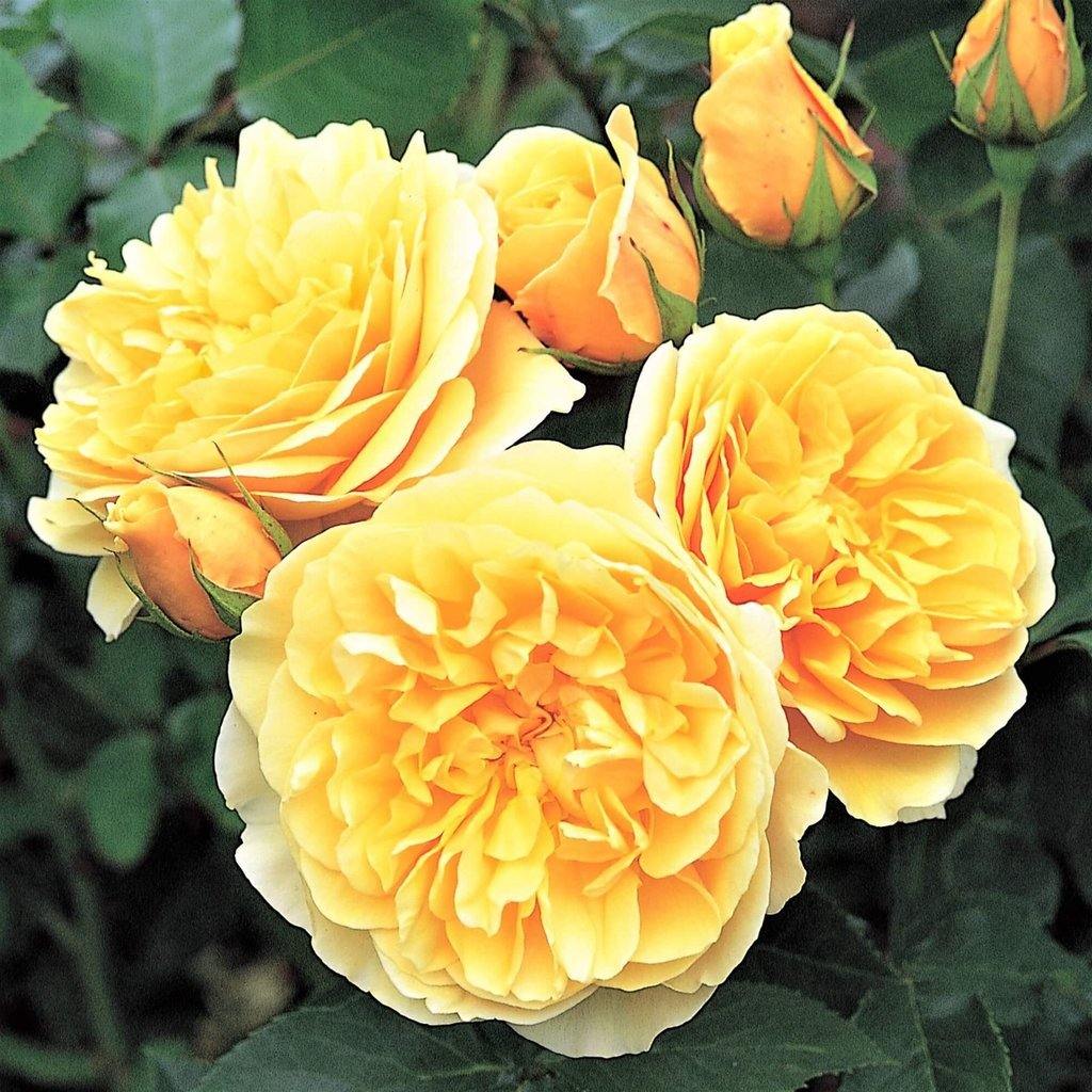Gpt. GRAHAM THOMAS ® - Butasi trandafiri de gradina - Trandafir urcator / catarator creat in Anglia de David Austin