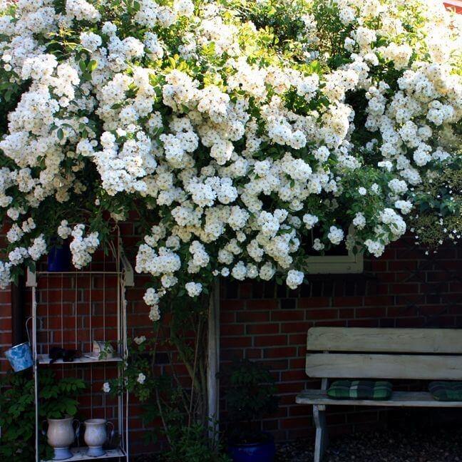 Guirlande D'Amour Trandafir Cățărător Urcător butași trandafiri de grădină