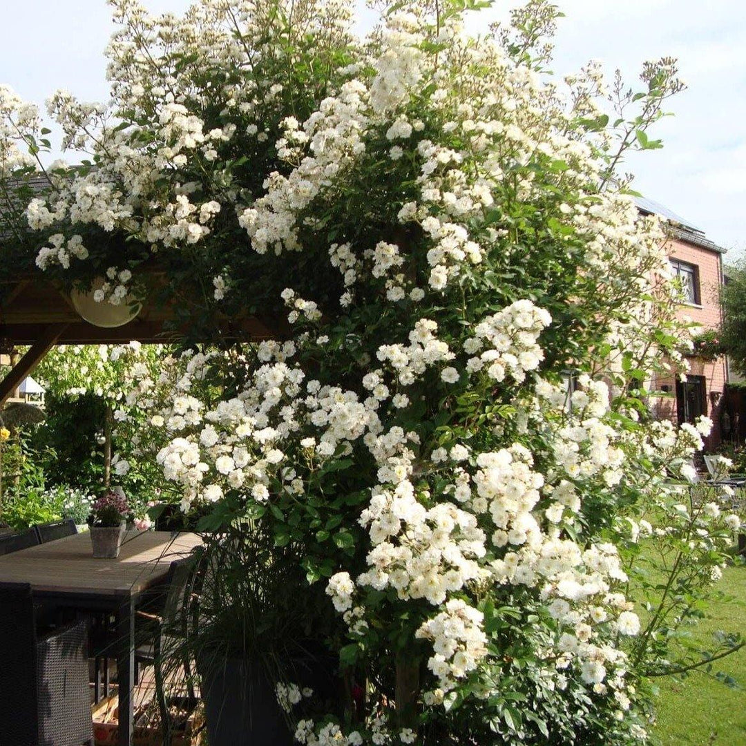 Guirlande D'Amour Trandafir Cățărător Urcător butași trandafiri de grădină