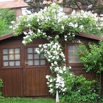 Guirlande D'Amour Trandafir Cățărător Urcător butași trandafiri de grădină