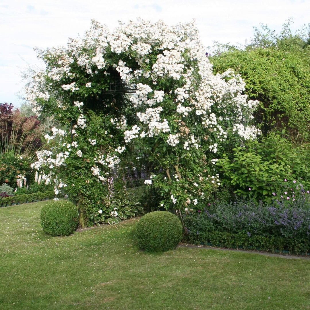 Guirlande D'Amour Trandafir Cățărător Urcător butași trandafiri de grădină