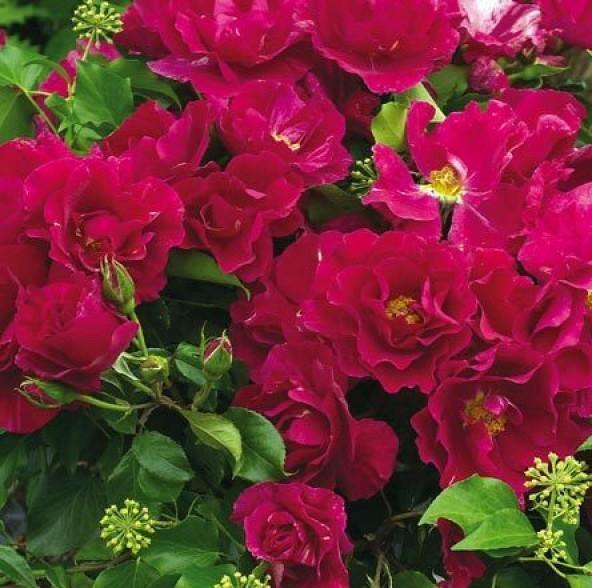 Guy Savoy Butasi trandafiri de gradina butași trandafiri de grădină