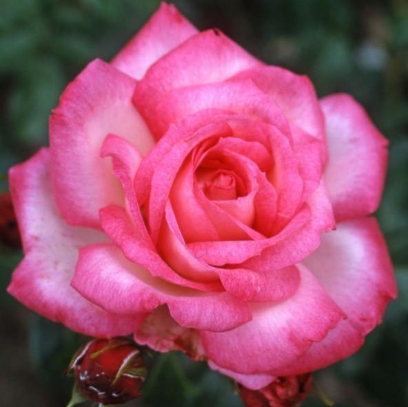 Harlekin (Kiss of Desire) Trandafir Cățărător Urcător butași trandafiri de grădină