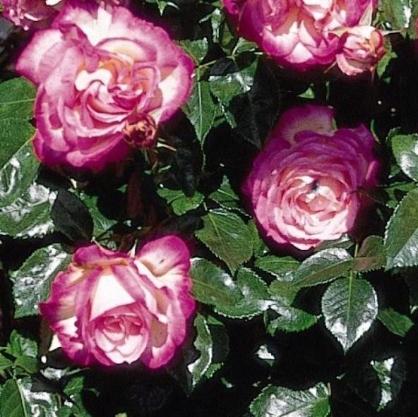 Harlekin (Kiss of Desire) Trandafir Cățărător Urcător butași trandafiri de grădină