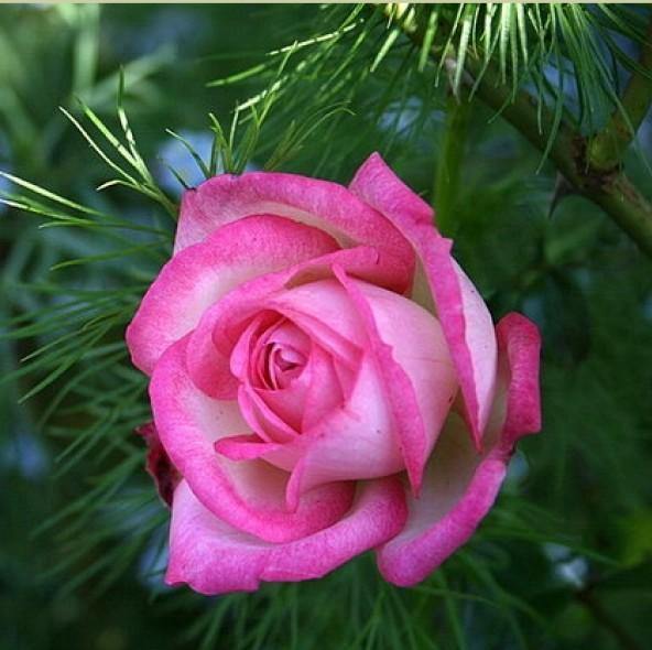 Harlekin (Kiss of Desire) Trandafir Cățărător Urcător butași trandafiri de grădină