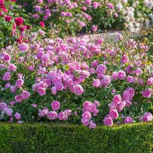 Harlow Carr Trandafir Englezesc Floribunda butași trandafiri de grădină