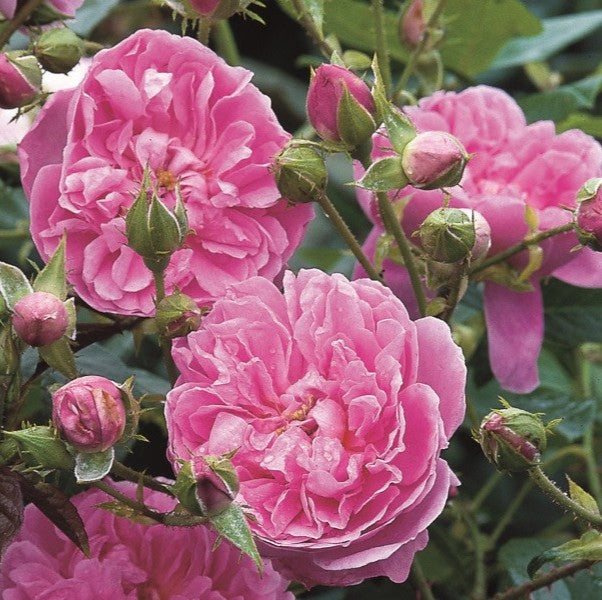 Harlow Carr Trandafir Englezesc Floribunda butași trandafiri de grădină