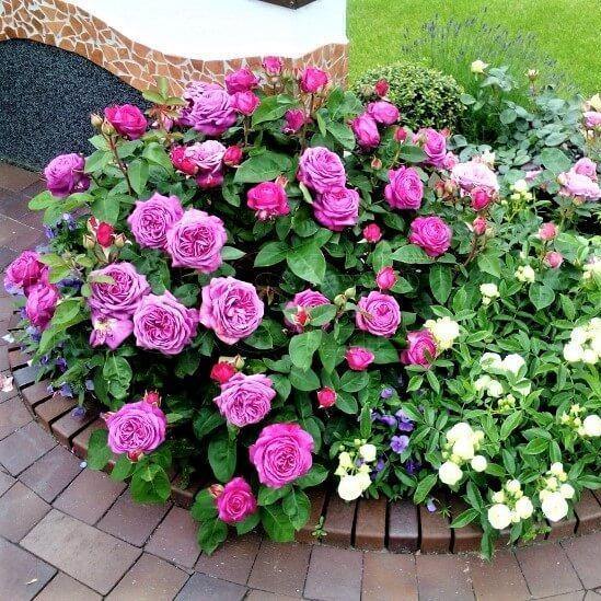 Heidi Klum Butasi trandafiri de gradina butași trandafiri de grădină