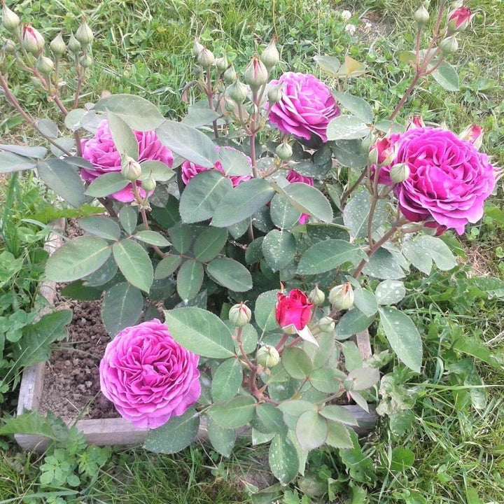 Heidi Klum Butasi trandafiri de gradina butași trandafiri de grădină