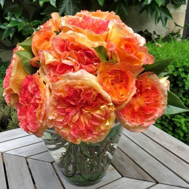 Henri Delbard Trandafir Teahibrid butași trandafiri de grădină