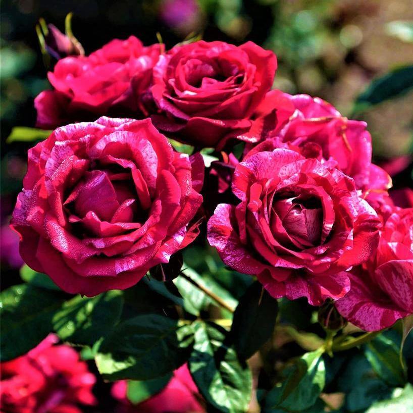 Henri Matisse Trandafir Teahibrid butași trandafiri de grădină