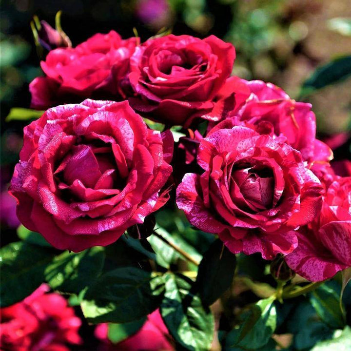 Henri Matisse Trandafir Teahibrid butași trandafiri de grădină