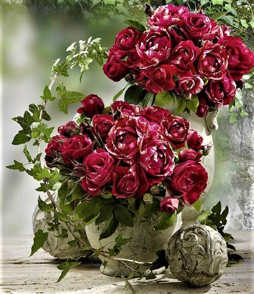 Henri Matisse Trandafir Teahibrid butași trandafiri de grădină