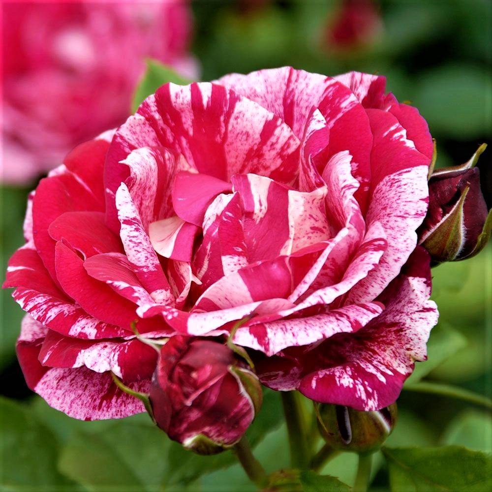 Henri Matisse Trandafir Teahibrid butași trandafiri de grădină