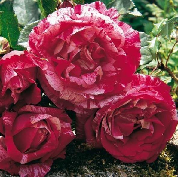 Henri Matisse Trandafir Teahibrid butași trandafiri de grădină