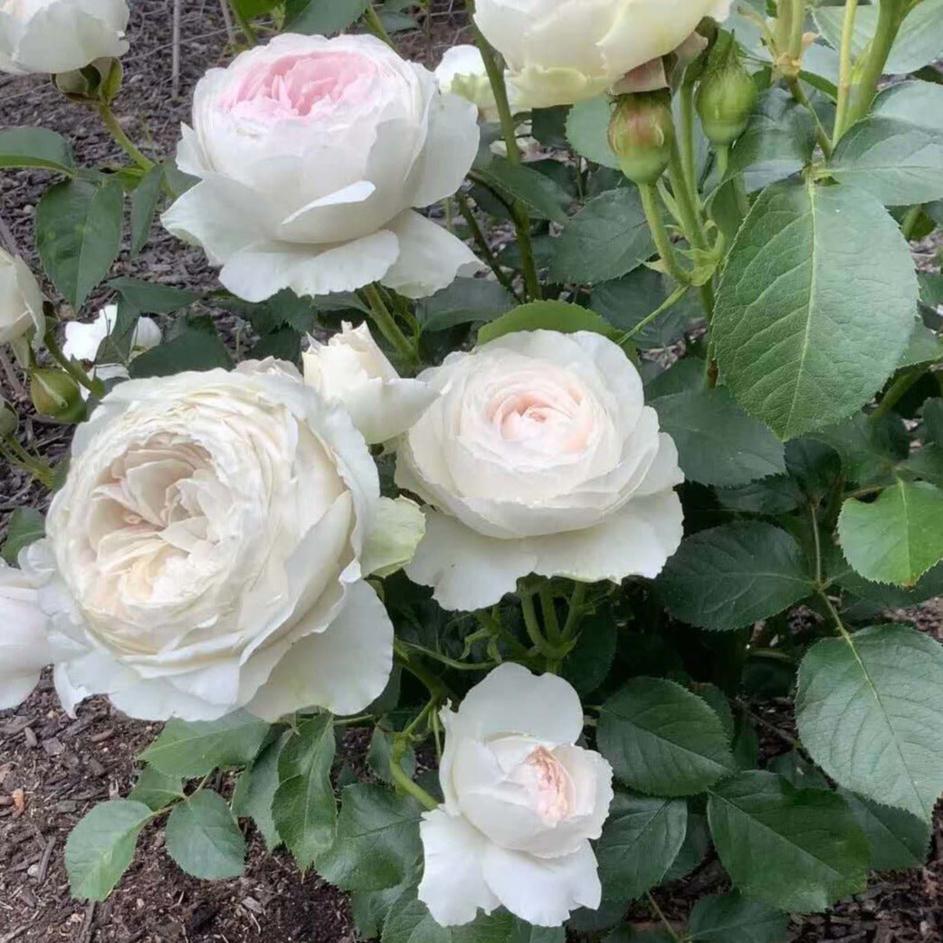 Herzogin Christiana Butasi trandafiri de gradina butași trandafiri de grădină