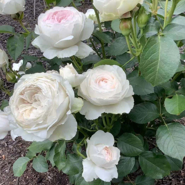 Herzogin Christiana Butasi trandafiri de gradina butași trandafiri de grădină