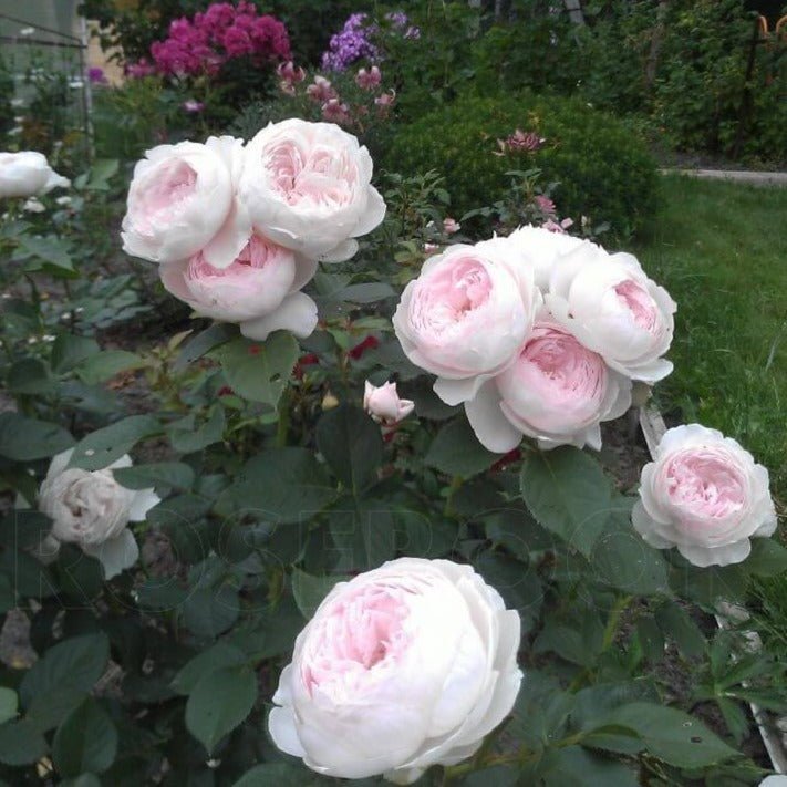 Herzogin Christiana Butasi trandafiri de gradina butași trandafiri de grădină