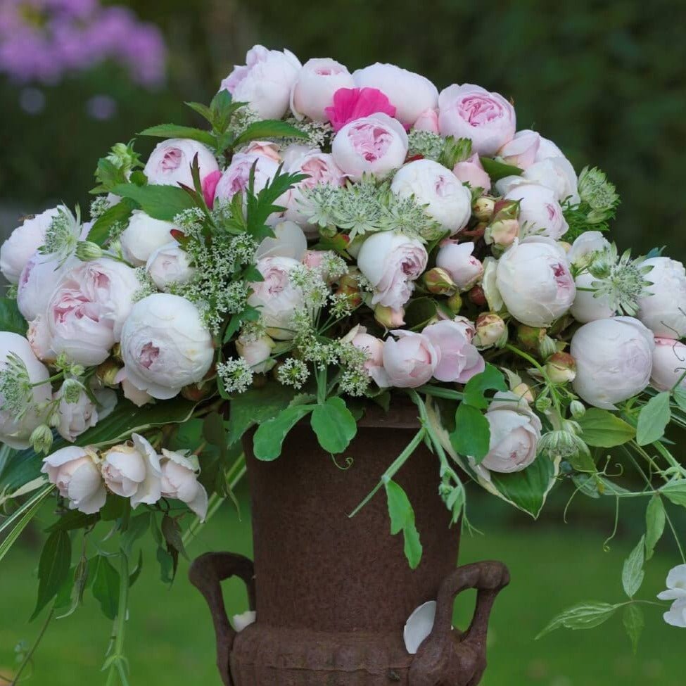 Herzogin Christiana Butasi trandafiri de gradina butași trandafiri de grădină