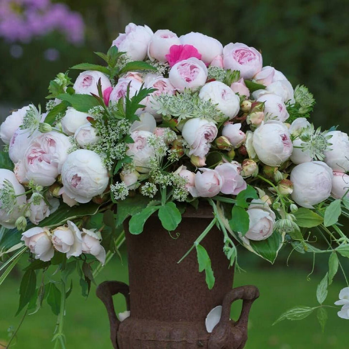 Herzogin Christiana Butasi trandafiri de gradina butași trandafiri de grădină