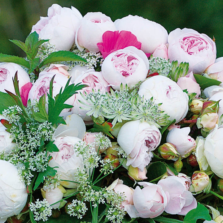 Herzogin Christiana Butasi trandafiri de gradina butași trandafiri de grădină