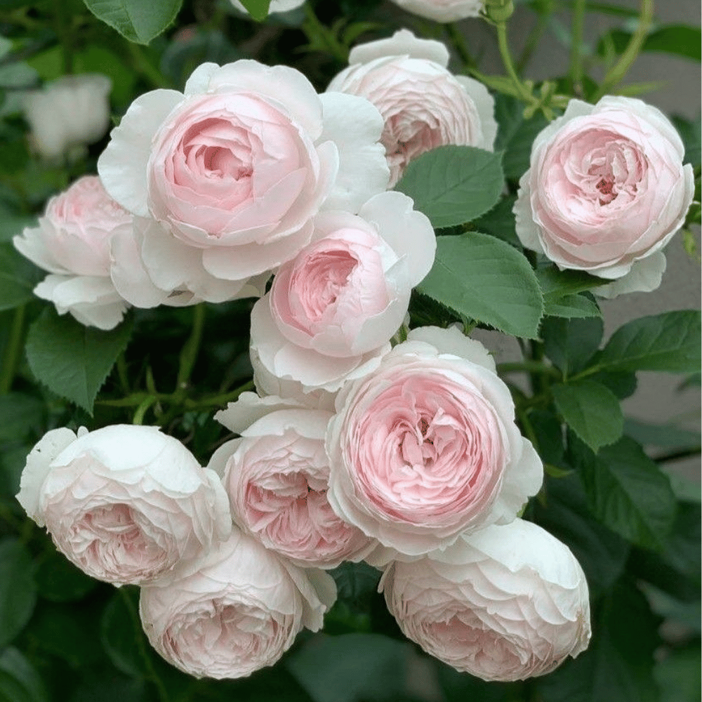Famous Roses