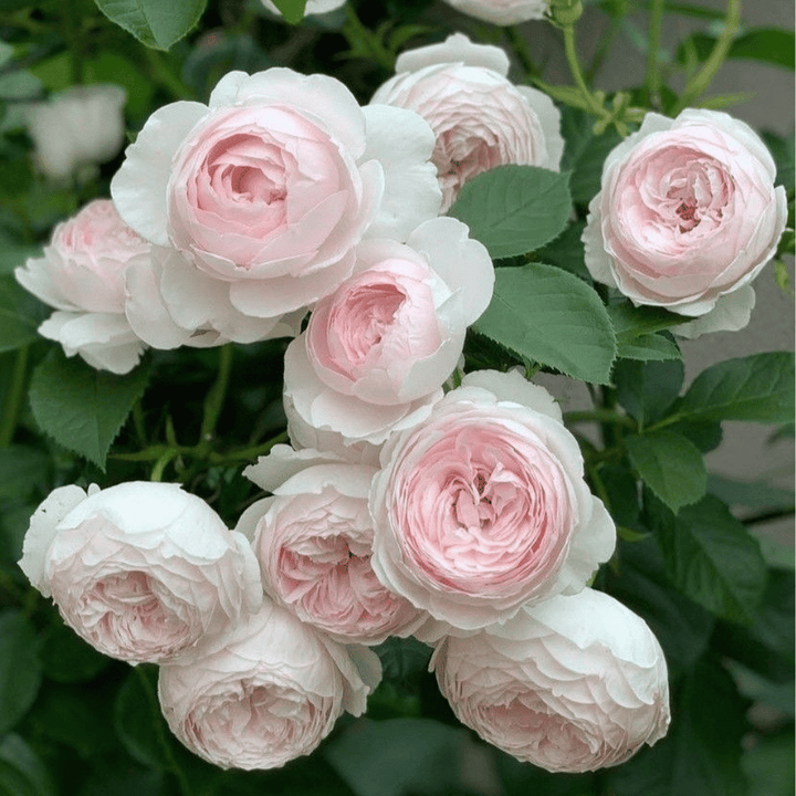 Herzogin Christiana