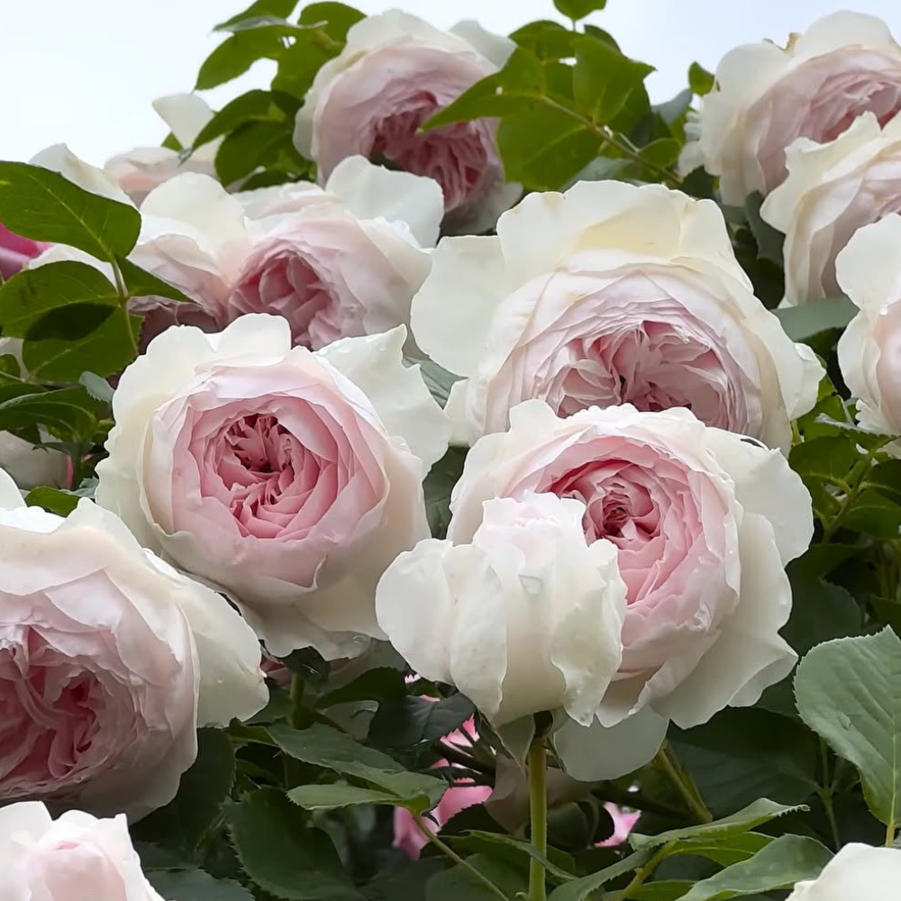 Famous Roses
