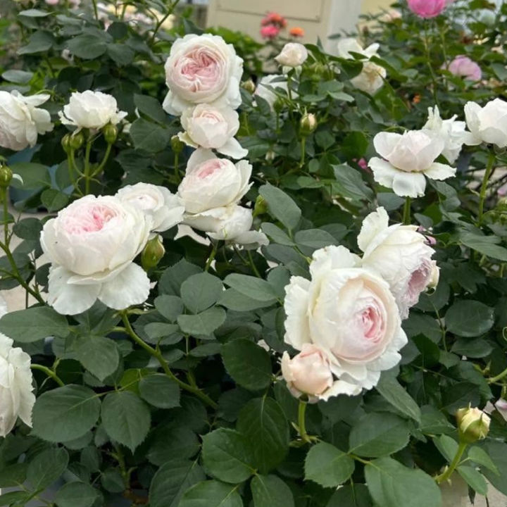 Herzogin Christiana
