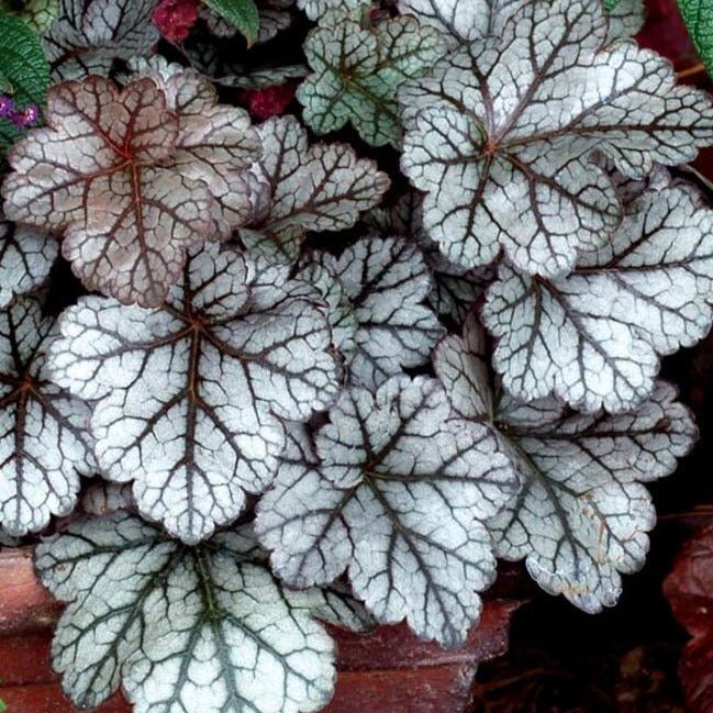 Heuchera Hybrida Glitter Plants butași trandafiri de grădină
