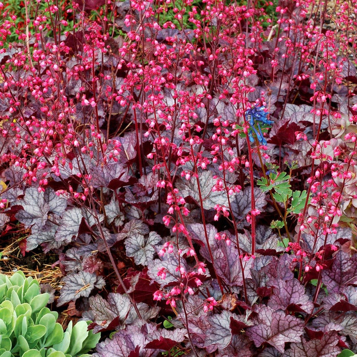 Heuchera Hybrida Glitter Plants butași trandafiri de grădină