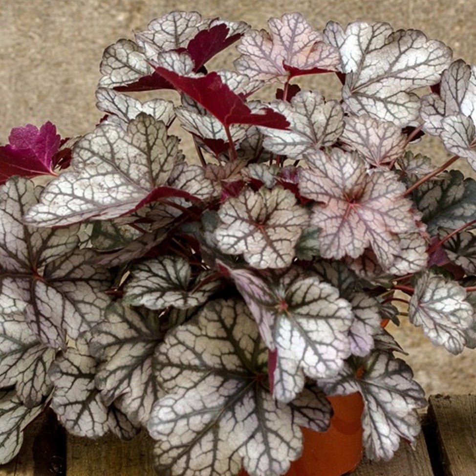 Heuchera Hybrida Glitter Plants butași trandafiri de grădină