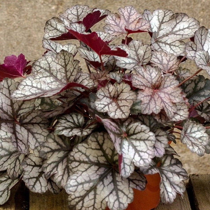 Heuchera Hybrida Glitter Plants butași trandafiri de grădină