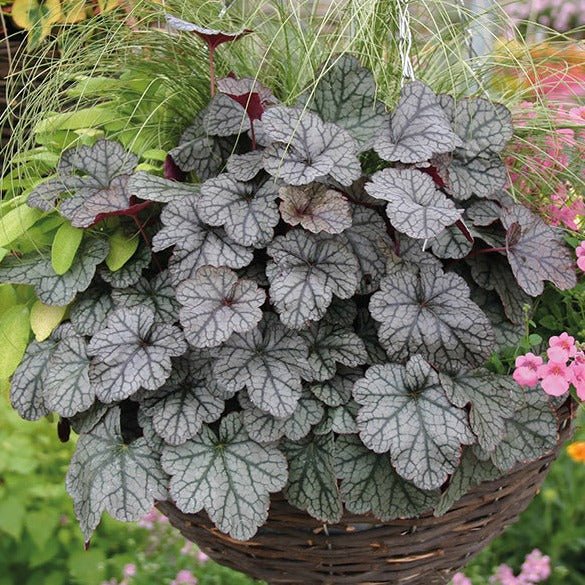 Heuchera Hybrida Glitter Plants butași trandafiri de grădină