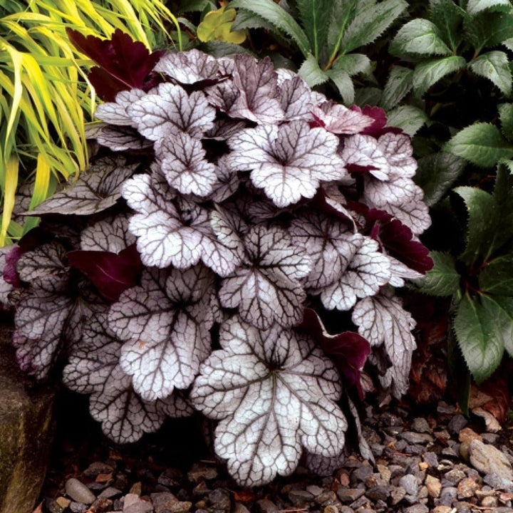 Heuchera Hybrida Glitter Plants butași trandafiri de grădină