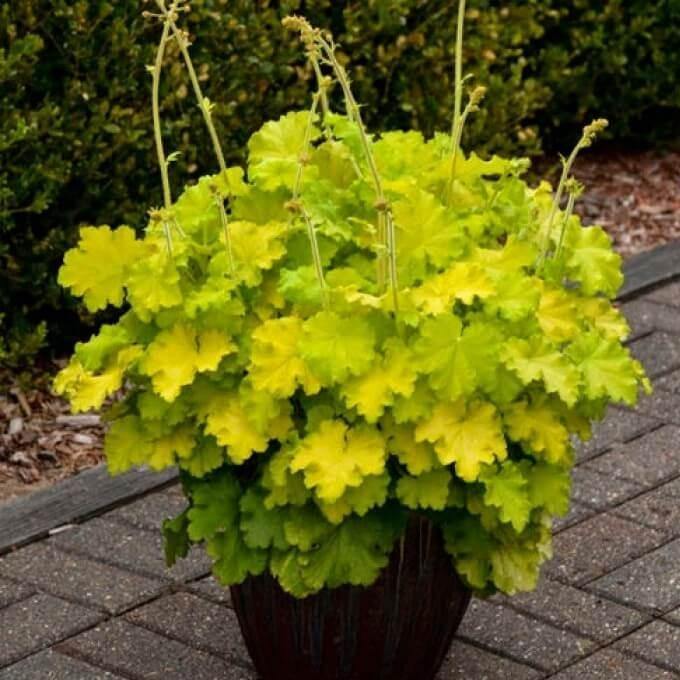 Heuchera Lemon Love Perene butași trandafiri de grădină
