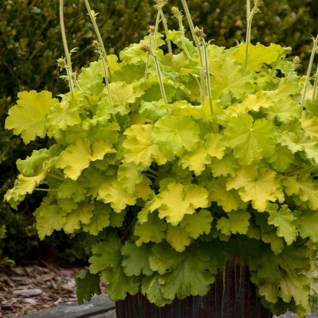 Heuchera Lemon Love Perene butași trandafiri de grădină