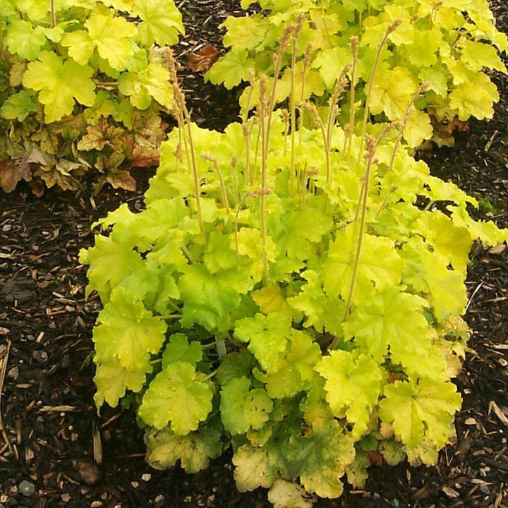 Heuchera Lemon Love Perene butași trandafiri de grădină