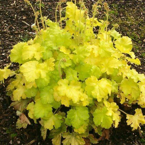 Heuchera Lemon Love Perene butași trandafiri de grădină